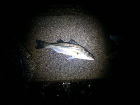 久々子でシーバス〜土砂降りの中50cm2匹…